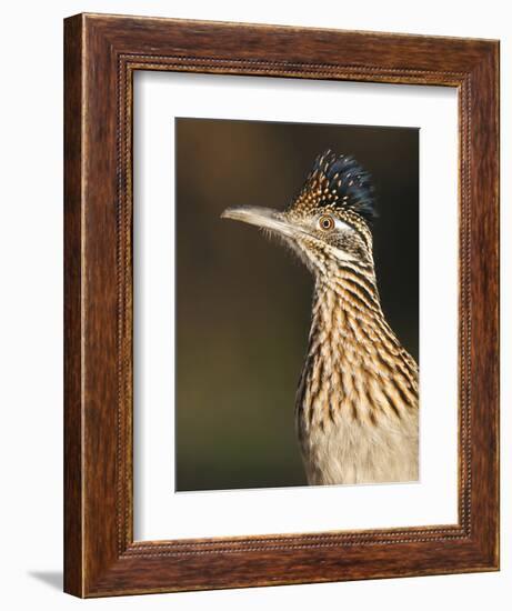 Greater Roadrunner, Texas, USA-Larry Ditto-Framed Photographic Print