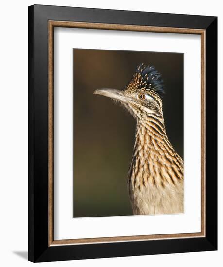 Greater Roadrunner, Texas, USA-Larry Ditto-Framed Photographic Print