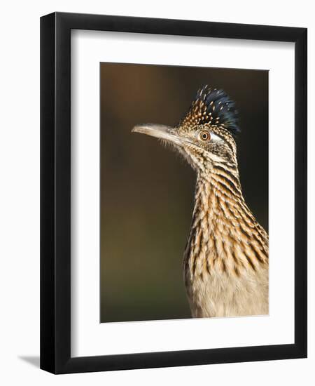 Greater Roadrunner, Texas, USA-Larry Ditto-Framed Photographic Print