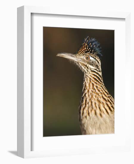 Greater Roadrunner, Texas, USA-Larry Ditto-Framed Photographic Print