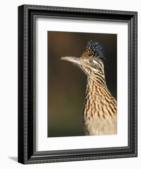 Greater Roadrunner, Texas, USA-Larry Ditto-Framed Photographic Print