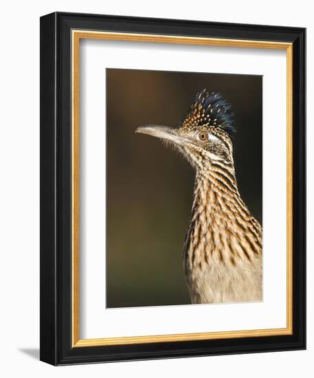 Greater Roadrunner, Texas, USA-Larry Ditto-Framed Photographic Print