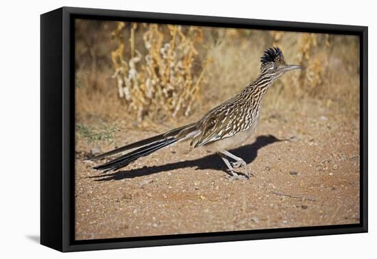 Greater Roadrunner-null-Framed Premier Image Canvas