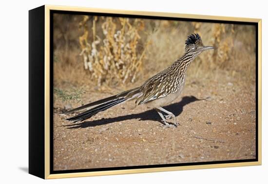 Greater Roadrunner-null-Framed Premier Image Canvas