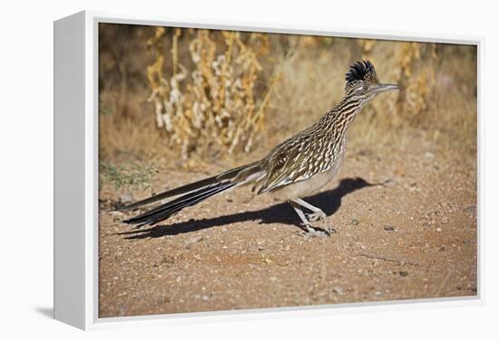 Greater Roadrunner-null-Framed Premier Image Canvas