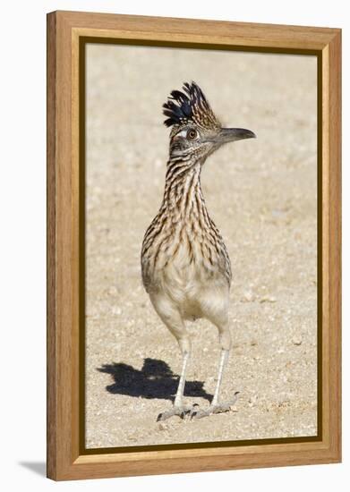 Greater Roadrunner-Hal Beral-Framed Premier Image Canvas