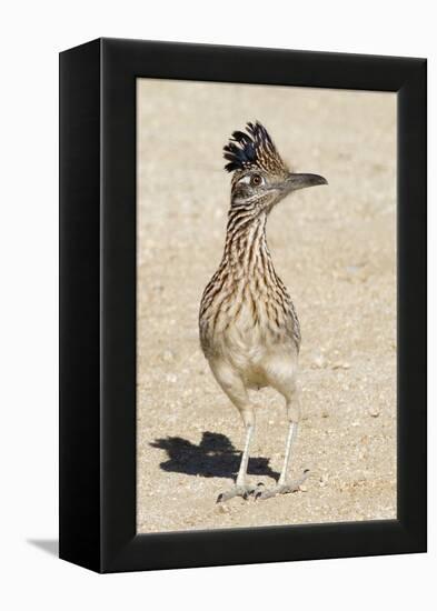 Greater Roadrunner-Hal Beral-Framed Premier Image Canvas