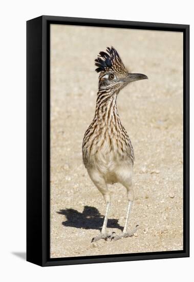 Greater Roadrunner-Hal Beral-Framed Premier Image Canvas