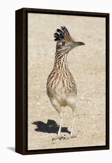 Greater Roadrunner-Hal Beral-Framed Premier Image Canvas