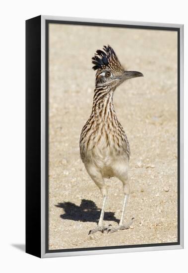 Greater Roadrunner-Hal Beral-Framed Premier Image Canvas