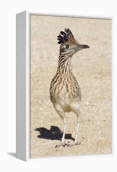 Greater Roadrunner-Hal Beral-Framed Premier Image Canvas