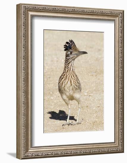 Greater Roadrunner-Hal Beral-Framed Photographic Print