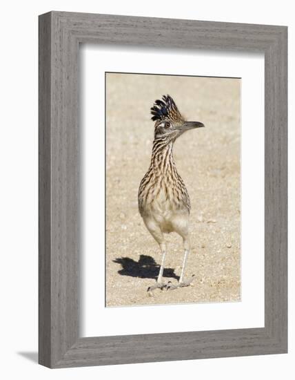 Greater Roadrunner-Hal Beral-Framed Photographic Print