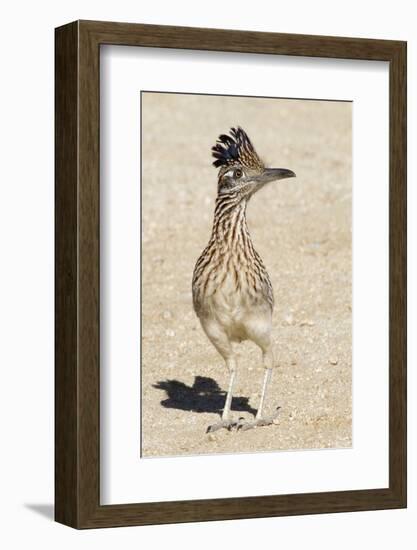 Greater Roadrunner-Hal Beral-Framed Photographic Print