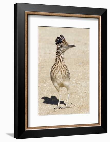 Greater Roadrunner-Hal Beral-Framed Photographic Print