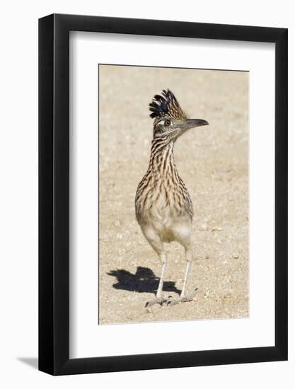 Greater Roadrunner-Hal Beral-Framed Photographic Print