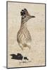 Greater Roadrunner-Hal Beral-Mounted Photographic Print