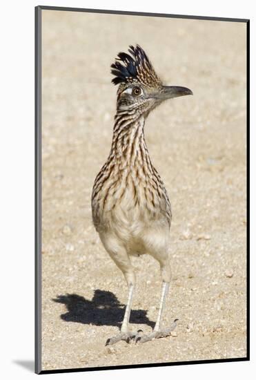 Greater Roadrunner-Hal Beral-Mounted Photographic Print