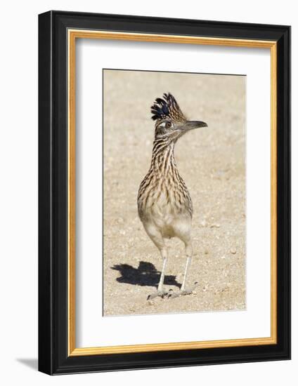 Greater Roadrunner-Hal Beral-Framed Photographic Print