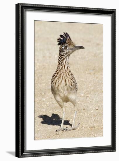 Greater Roadrunner-Hal Beral-Framed Photographic Print