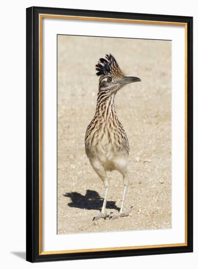 Greater Roadrunner-Hal Beral-Framed Photographic Print