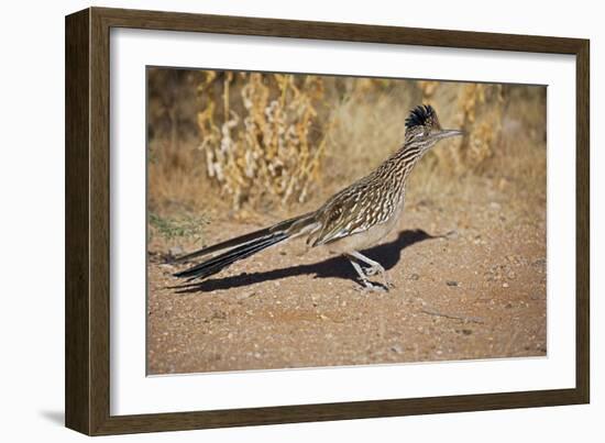 Greater Roadrunner-null-Framed Photographic Print