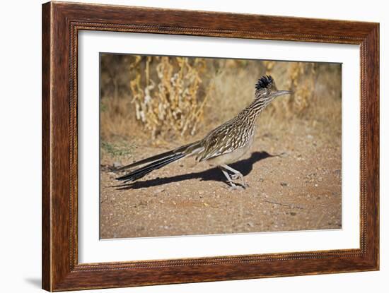 Greater Roadrunner-null-Framed Photographic Print