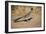 Greater Roadrunner-null-Framed Photographic Print