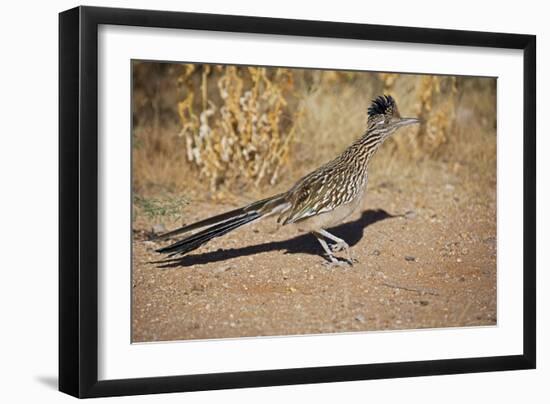 Greater Roadrunner-null-Framed Photographic Print