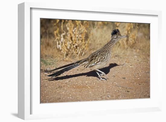 Greater Roadrunner-null-Framed Photographic Print