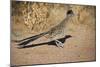Greater Roadrunner-null-Mounted Photographic Print