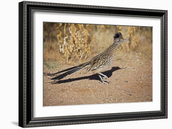 Greater Roadrunner-null-Framed Photographic Print