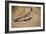 Greater Roadrunner-null-Framed Photographic Print