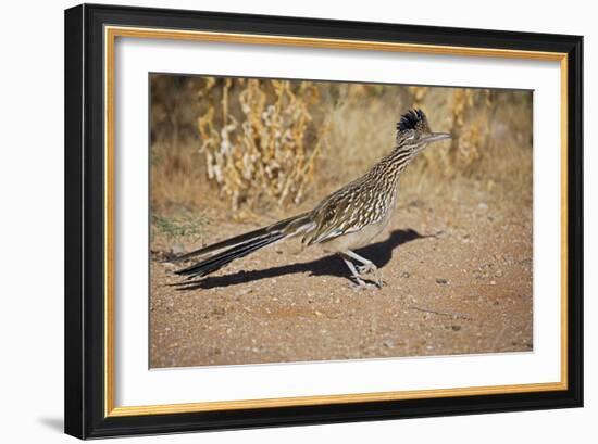 Greater Roadrunner-null-Framed Photographic Print