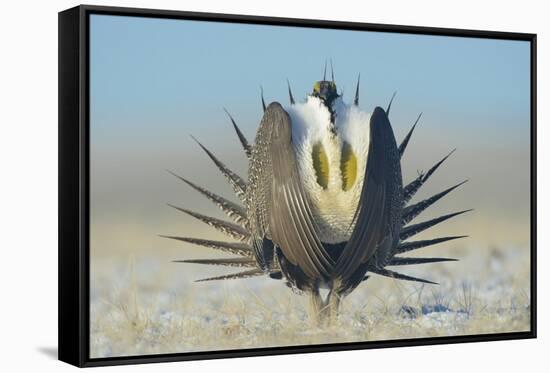 Greater Sage-Grouse (Centrocercus Urophasianus) Male Displaying on a Lek in Snow-Gerrit Vyn-Framed Premier Image Canvas