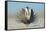 Greater Sage-Grouse (Centrocercus Urophasianus) Male Displaying on a Lek in Snow-Gerrit Vyn-Framed Premier Image Canvas