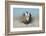 Greater Sage-Grouse (Centrocercus Urophasianus) Male Displaying on a Lek in Snow-Gerrit Vyn-Framed Photographic Print