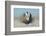 Greater Sage-Grouse (Centrocercus Urophasianus) Male Displaying on a Lek in Snow-Gerrit Vyn-Framed Photographic Print