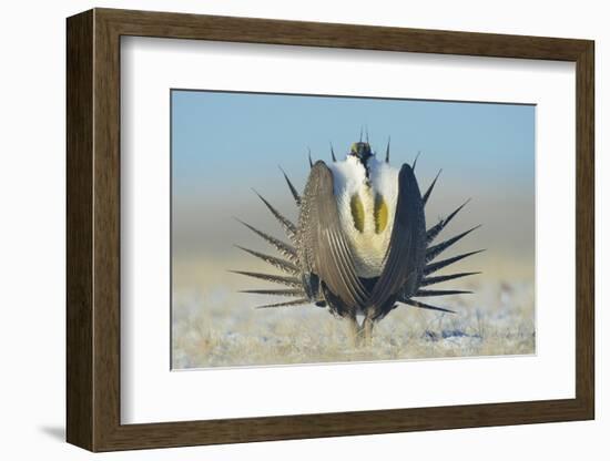 Greater Sage-Grouse (Centrocercus Urophasianus) Male Displaying on a Lek in Snow-Gerrit Vyn-Framed Photographic Print