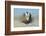 Greater Sage-Grouse (Centrocercus Urophasianus) Male Displaying on a Lek in Snow-Gerrit Vyn-Framed Photographic Print