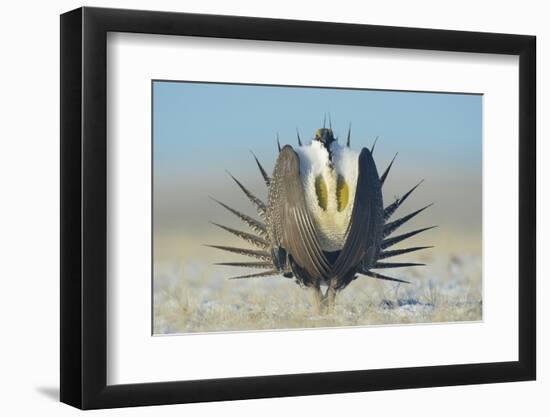 Greater Sage-Grouse (Centrocercus Urophasianus) Male Displaying on a Lek in Snow-Gerrit Vyn-Framed Photographic Print