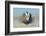 Greater Sage-Grouse (Centrocercus Urophasianus) Male Displaying on a Lek in Snow-Gerrit Vyn-Framed Photographic Print