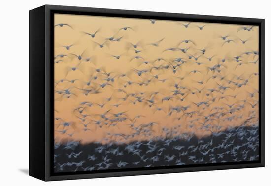 Greater Snow Geese (Chen Caerulescens) Taking Flight at Sunset During Migration-Gerrit Vyn-Framed Premier Image Canvas