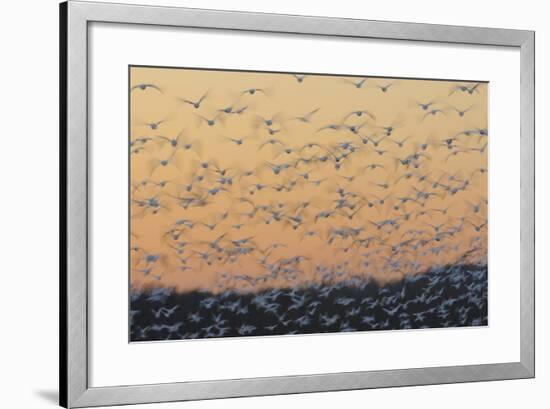 Greater Snow Geese (Chen Caerulescens) Taking Flight at Sunset During Migration-Gerrit Vyn-Framed Photographic Print