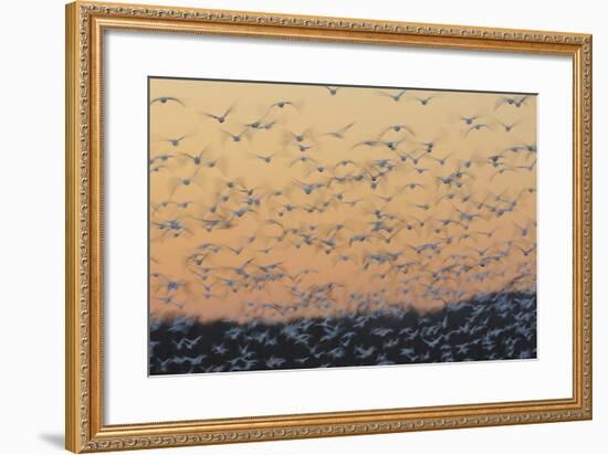 Greater Snow Geese (Chen Caerulescens) Taking Flight at Sunset During Migration-Gerrit Vyn-Framed Photographic Print