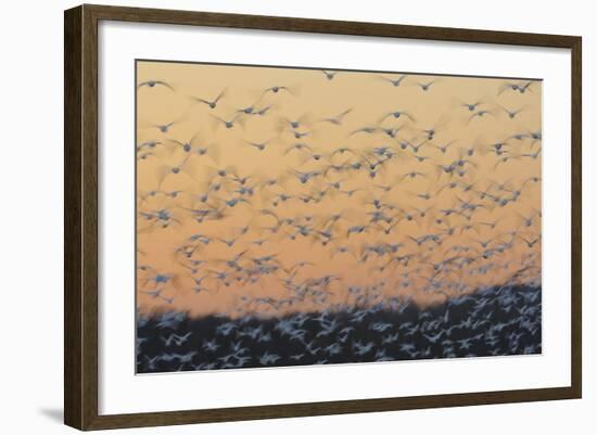 Greater Snow Geese (Chen Caerulescens) Taking Flight at Sunset During Migration-Gerrit Vyn-Framed Photographic Print