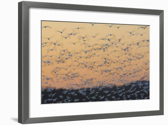 Greater Snow Geese (Chen Caerulescens) Taking Flight at Sunset During Migration-Gerrit Vyn-Framed Photographic Print