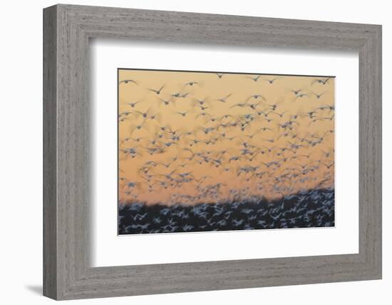 Greater Snow Geese (Chen Caerulescens) Taking Flight at Sunset During Migration-Gerrit Vyn-Framed Photographic Print