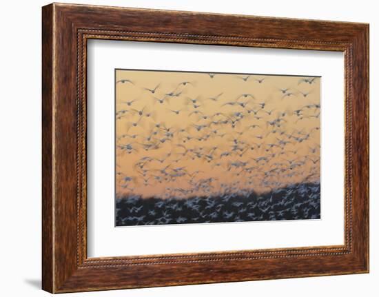 Greater Snow Geese (Chen Caerulescens) Taking Flight at Sunset During Migration-Gerrit Vyn-Framed Photographic Print