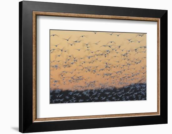 Greater Snow Geese (Chen Caerulescens) Taking Flight at Sunset During Migration-Gerrit Vyn-Framed Photographic Print